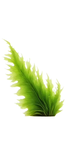 fern leaf,spring leaf background,palm leaf,leaf fern,tropical leaf,coconut leaf,feather bristle grass,custody leaf,leaf background,green leaf,fan leaf,palm tree vector,grass fronds,chestnut leaf,fern plant,mape leaf,frond,jungle leaf,patrol,palm leaves,Conceptual Art,Daily,Daily 30