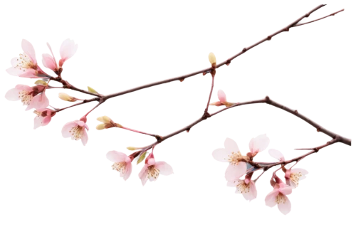 cherry blossom branch,cherry branches,sakura branch,plum blossoms,prunus,flowers png,japanese cherry,apricot flowers,apricot blossom,japanese sakura background,apple blossom branch,ornamental cherry,japanese floral background,plum blossom,cherry branch,japanese carnation cherry,sakura flowers,sakura flower,flowering cherry,floral digital background,Conceptual Art,Daily,Daily 30