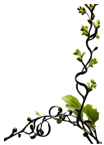 vine tendrils,wrought iron,floral silhouette wreath,bookmark with flowers,flowering vines,ivy frame,tendril,branching,rose branch,branched,branch,apple blossom branch,currant branch,flourishing tree,ikebana,cherry blossom branch,tree branch,grape vine,grape vines,branches,Photography,General,Natural