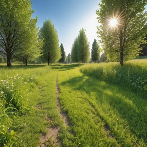 tree lined path,aaa,pathway,meadow rues,green space,the mystical path,green landscape,the way of nature,background view nature,walk in a park,meadow landscape,the path,green meadow,green forest,hiking path,landscape background,meadows,forest path,meadow fescue,path,Photography,General,Realistic