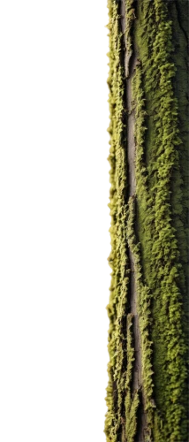 tree texture,tree moss,trees with stitching,tree slice,intensely green hornbeam wallpaper,tree trunk,birch tree background,ants climbing a tree,swamp birch,seamless texture,tree bark,birch trunk,douglas fir,a tree,corkscrew willow,tree,moss,sitka spruce,eastern hemlock,tree-rex,Illustration,Paper based,Paper Based 05