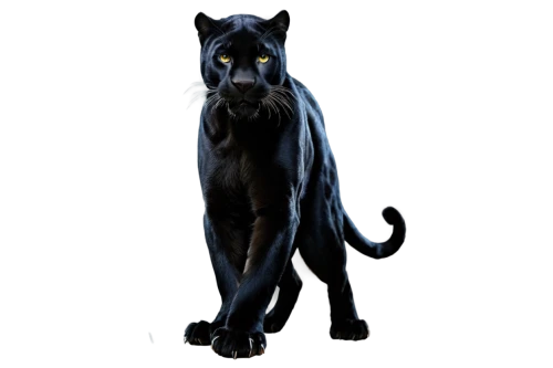 canis panther,panther,black cat,chartreux,felidae,cat vector,oriental shorthair,pet black,halloween black cat,fila brasileiro,head of panther,russian blue,breed cat,cat on a blue background,onyx,russian blue cat,capricorn kitz,zodiac sign leo,cane corso,black shepherd,Conceptual Art,Fantasy,Fantasy 13