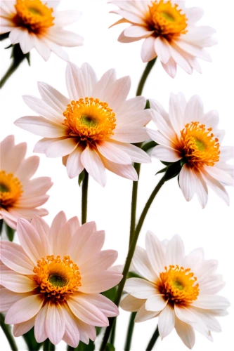 wood daisy background,chrysanthemum background,leucanthemum,flowers png,australian daisies,daisy flowers,african daisy,barberton daisies,african daisies,south african daisy,gerbera daisies,marguerite daisy,pink daisies,white daisies,coneflowers,leucanthemum maximum,flower background,daisies,ox-eye daisy,the white chrysanthemum,Conceptual Art,Daily,Daily 31