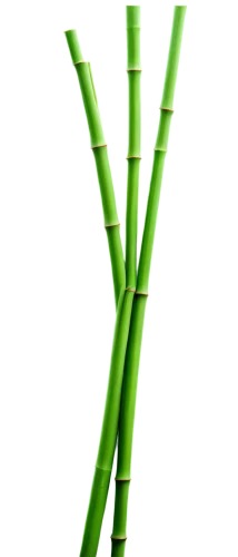 bamboo,sugarcane,sugar cane,bamboo plants,bamboo frame,bamboo flute,celery stalk,plant stem,hawaii bamboo,calçot,green asparagus,lucky bamboo,asparagus,citronella,common hazel root,drinking straws,cattail,chinese celery,palm leaf,vascular plant,Conceptual Art,Sci-Fi,Sci-Fi 11