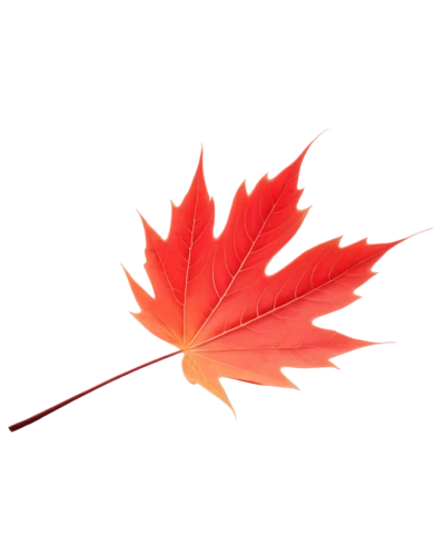 red maple leaf,maple leaf red,maple leaf,yellow maple leaf,maple leave,red leaf,leaf background,maple foliage,thunberg's fan maple,leaf maple,red maple,fan leaf,acer japonicum,fall leaf,autumn leaf,autumn leaf paper,spring leaf background,maple leaves,maple,canadian flag,Illustration,Vector,Vector 08