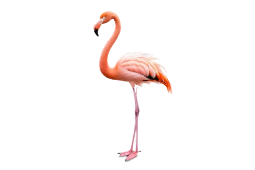 greater flamingo,flamingo,pink flamingo,flamingo couple,two flamingo,flamingo with shadow,flamingo pattern,cuba flamingos,flamingos,lawn flamingo,flamingoes,bird png,pink flamingos,crane-like bird,grey neck king crane,anthropomorphized animals,platycercus,bird photography,animal photography,bird illustration,Illustration,Retro,Retro 02