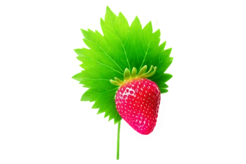 raspberry leaf,strawberry flower,strawberry plant,mock strawberry,strawberry,strawberry ripe,alpine strawberry,red strawberry,schisandraceae,nannyberry,patrol,strawberry tree,flowers png,pitaya,native raspberry,west indian raspberry,west indian raspberry ,virginia strawberry,pitahaya,aaa,Photography,Documentary Photography,Documentary Photography 11