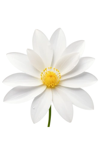the white chrysanthemum,white chrysanthemum,flowers png,white dahlia,marguerite daisy,shasta daisy,leucanthemum,anemone japonica,white cosmos,flannel flower,white flower,dahlia white-green,white lily,fragrant white water lily,star magnolia,wood daisy background,marguerite,daisy flower,oxeye daisy,chrysanthemum cherry,Unique,Design,Blueprint