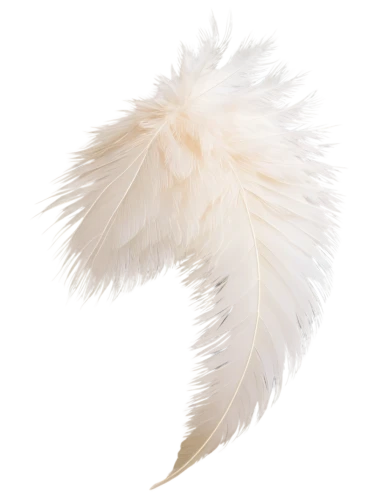 silkie,ostrich feather,swan feather,prince of wales feathers,white feather,chicken feather,feather boa,pigeon feather,feathery,fluffy tail,feathers bird,feather,foxtail,feathered hair,plume,bird feather,feathers,fujian white crane,beak feathers,feather headdress,Illustration,American Style,American Style 12