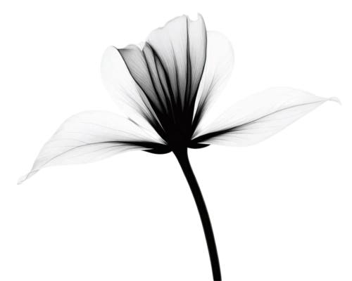 minimalist flowers,flowers png,white lily,windflower,calystegia sepium,sego lily,white cosmos,lilium candidum,hymenocallis,guernsey lily,white trumpet lily,retro flower silhouette,single flower,lily flower,flower illustration,madonna lily,white flower,ikebana,salt flower,fiore,Conceptual Art,Daily,Daily 24