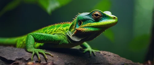 ring-tailed iguana,green iguana,green crested lizard,emerald lizard,beautiful chameleon,green lizard,european green lizard,day gecko,chameleon,chinese water dragon,panther chameleon,common chameleon,pacific treefrog,iguana,red-eyed tree frog,green frog,furcifer pardalis,eastern water dragon,meller's chameleon,squirrel tree frog,Art,Artistic Painting,Artistic Painting 36