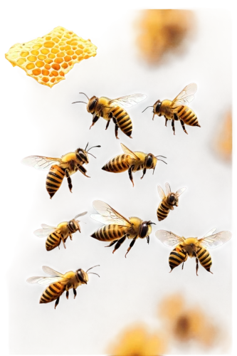 beekeepers,honey bees,bees,beeswax,honeybees,beekeeping,bee colonies,varroa,bee pollen,bee,swarm of bees,wasps,swarm,beehives,apis mellifera,beekeeper,bee colony,colletes,apiary,bee keeping,Illustration,Vector,Vector 10