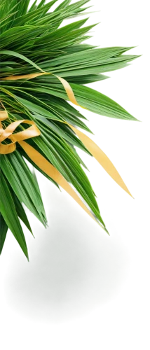 pine needle,palm sunday,pine needles,palm fronds,palm leaf,singleleaf pine,palm leaves,casuarina,easter palm,norfolk island pine,pine branches,palm tree vector,thuja,fan palm,chile pine,pine tree branch,fir needles,date palm,pine,sweet grass plant,Art,Artistic Painting,Artistic Painting 51