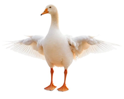 gooseander,cayuga duck,goose,brahminy duck,female duck,duck,snow goose,easter goose,a pair of geese,nile goose,greylag goose,duck bird,bird png,ornamental duck,geese,galliformes,pato,shelduck,platycercus,young goose,Illustration,Realistic Fantasy,Realistic Fantasy 41
