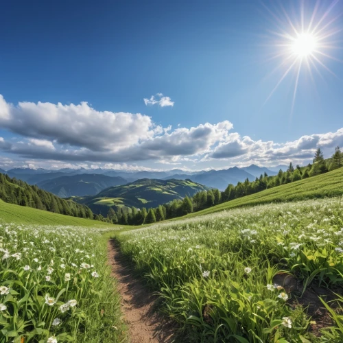 carpathians,aaa,alpine meadow,alpine meadows,meadow landscape,lilly of the valley,salt meadow landscape,mountain meadow,lilies of the valley,the valley of flowers,allgäu kässspatzen,homeopathically,field of cereals,meadow rues,green meadow,flower field,field of flowers,the way of nature,hiking path,bavarian swabia,Photography,General,Realistic