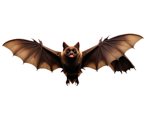 fruit bat,megabat,vampire bat,bat,tropical bat,big brown bat,little red flying fox,bat smiley,lantern bat,hanging bat,flying fox,bats,mouse eared bat,belgian shepherd,belgian shepherd dog,little brown myotis,belgian shepherd malinois,flying dog,schipperke,pipistrelles,Illustration,Black and White,Black and White 12