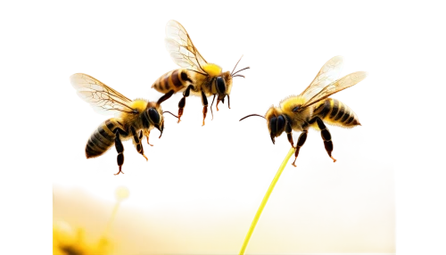 honey bees,bumblebees,bees,bee,honeybees,bombus,stingless bees,beekeeping,western honey bee,beekeepers,bumblebee fly,pollinate,bee pollen,apis mellifera,solitary bees,bee colonies,two bees,giant bumblebee hover fly,honey bee home,beeswax,Illustration,Paper based,Paper Based 16