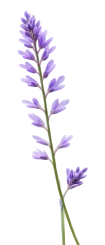 liatris spicata,flowers png,lavandula,fernleaf lavender,the lavender flower,crown chakra flower,lavandula dentata,lavendar,lavender flower,duranta,verbena,cyanus cornflower,inflorescence,illustration of the flowers,flower illustration,citronella,jasione montana,egyptian lavender,rocket flower,striped squill,Illustration,Realistic Fantasy,Realistic Fantasy 01