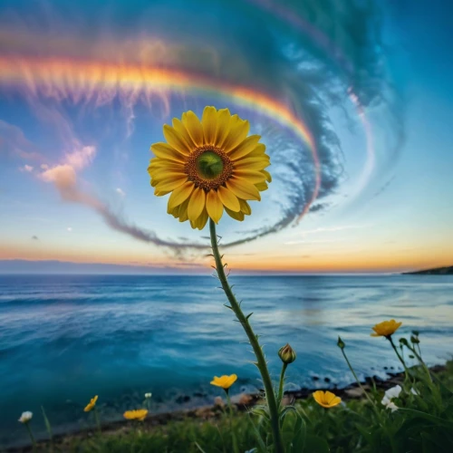 flower in sunset,colorful daisy,blanket flowers,dandelion flower,colorful spiral,flower art,sunflower,dandelion,rainbow clouds,natural phenomenon,sun flower,sun flowers,fallen flower,splendor of flowers,flying dandelions,dandelion background,flowers sunflower,sunflower field,dandelion flying,nature art