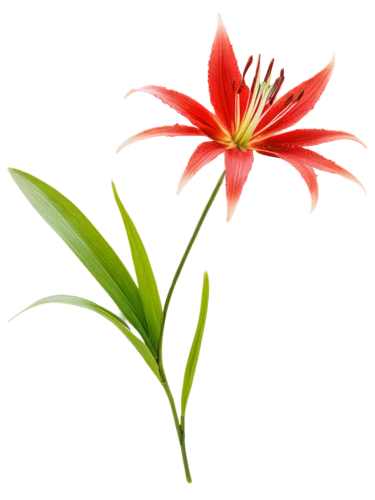 flowers png,western red lily,gymea lily,firecracker flower,flower background,hippeastrum,red spider lily,flame lily,guernsey lily,stargazer lily,red flower,lily flower,fire lily,amaryllis,flame flower,natal lily,grass lily,crinum,lotus png,flower illustration,Unique,Design,Knolling