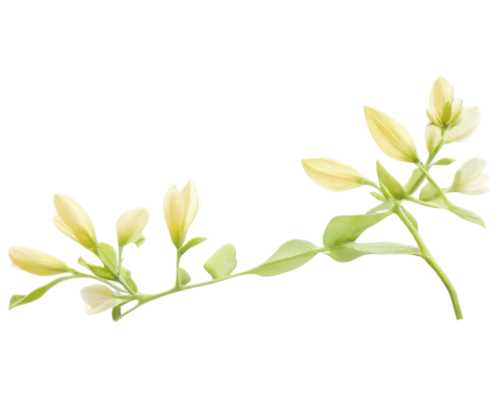 ornithogalum,tuberose,flowers png,ornithogalum umbellatum,freesia,jasminum,tarragon,freesias,carolina jasmine,jasminum sambac,flower illustration,epidendrum nocturnum,ylang-ylang,grape-grass lily,sand jasmine,crepe jasmine,rockcress,illustration of the flowers,star-of-bethlehem,cardamom,Conceptual Art,Fantasy,Fantasy 20