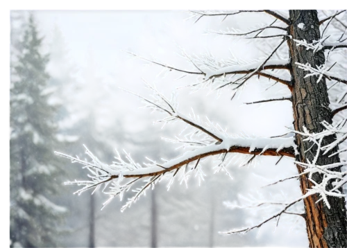 snow in pine trees,snowflake background,winter forest,hoarfrost,snow in pine tree,winter background,snow trees,snowy tree,temperate coniferous forest,treemsnow,northern black forest,snow tree,ice rain,bavarian forest,coniferous forest,trees with stitching,fir forest,frost,birch tree background,fir-tree branches,Conceptual Art,Fantasy,Fantasy 05