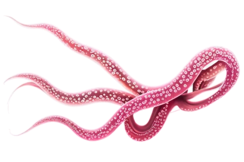 pink octopus,cnidarian,lissotriton,cephalopod,echinoderm,red crinoid,octopus tentacles,squid rings,spectabilis,cephalopods,tentacles,octopus vector graphic,cnidaria,sea animals,cretoxyrhina,marine invertebrates,sea animal,anthocharis,suardiana,sea eel,Illustration,Realistic Fantasy,Realistic Fantasy 41