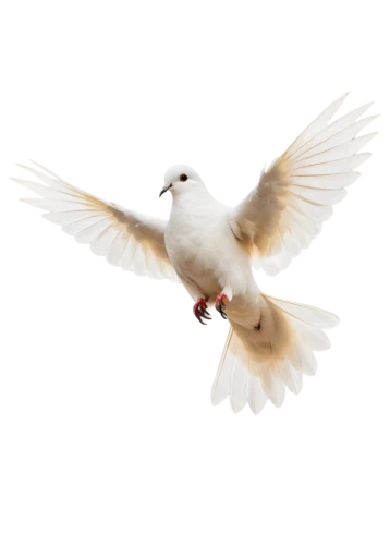 dove of peace,doves of peace,peace dove,white dove,bird png,black-winged kite,black-shouldered kite,turtledove,dove,large white-headed gull,bird in flight,bird flying,white bird,beautiful dove,flying tern,doves,little corella,seagull in flight,collared dove,ring-billed gull,Photography,Artistic Photography,Artistic Photography 10