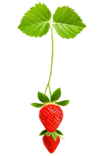 strawberry plant,alpine strawberry,raspberry leaf,strawberry ripe,strawberry tree,west indian raspberry ,west indian raspberry,mock strawberry,strawberry flower,native raspberry,strawberry,strawberries,red strawberry,thimbleberry,wild strawberries,virginia strawberry,rubus,mollberry,nannyberry,berry fruit,Illustration,Realistic Fantasy,Realistic Fantasy 24