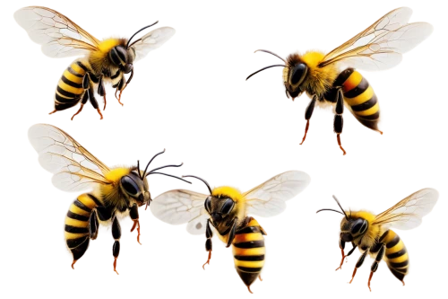 wasps,bee,bees,honey bees,bumblebees,honeybees,two bees,beehives,megachilidae,colletes,beekeepers,drone bee,apis mellifera,beekeeping,pollino,drawing bee,buterflies,bee colonies,bee-keeping,western honey bee,Illustration,Black and White,Black and White 15