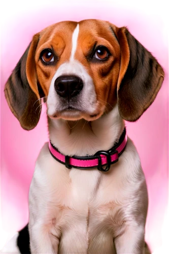 beagle,jack russel,english coonhound,pet portrait,dog photography,female dog,beaglier,pink background,portrait background,dog-photography,puggle,dog breed,jack russell terrier,coonhound,entlebucher mountain dog,treeing walker coonhound,dog illustration,pet vitamins & supplements,dog pure-breed,basset hound,Unique,Paper Cuts,Paper Cuts 08