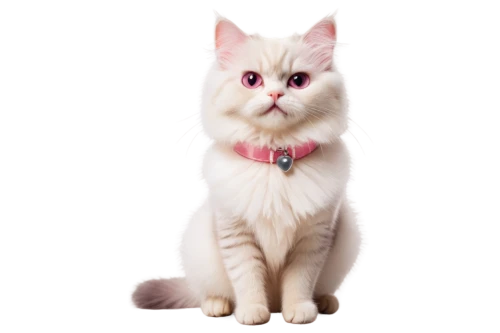 turkish angora,pink cat,british longhair cat,turkish van,japanese bobtail,cats angora,kurilian bobtail,domestic long-haired cat,pet vitamins & supplements,breed cat,american bobtail,white cat,cat vector,birman,cat image,british semi-longhair,american curl,cute cat,the pink panter,ragdoll,Photography,Documentary Photography,Documentary Photography 23