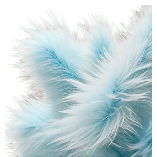 ostrich feather,feather boa,peacock feathers,parrot feathers,peacock feather,silkie,color feathers,chicken feather,pompom,cleanup,shetland sheepdog tricolour,foxtail,feather headdress,klepon,prince of wales feathers,indian spitz,white feather,feathery,pigeon feather,pomeranian,Photography,Documentary Photography,Documentary Photography 38