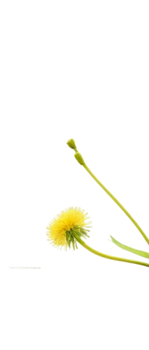 dandelion background,minimalist flowers,flowers png,ikebana,taraxacum,hieracium,taraxacum officinale,hawkbit,dandelion flower,fennel flower,common dandelion,single flower,taraxacum ruderalia,flower illustrative,flower background,dandelion,straw flower,fallen flower,yellow nutsedge,cut flower,Illustration,Paper based,Paper Based 26