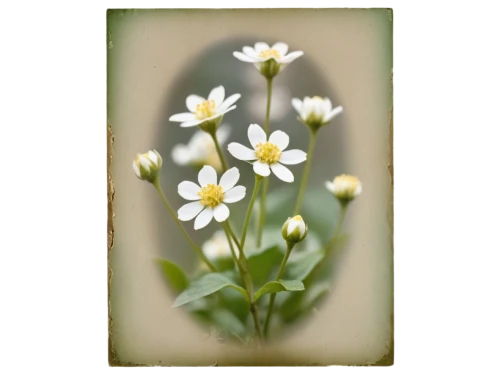 stitchwort,oxeye daisy,bellis perennis,wood anemone,mayweed,wood anemones,flannel flower,camomile flower,common daisy,cosmea,wood daisy background,marguerite daisy,shasta daisy,gypsophila,alyssum,meadow daisy,leucanthemum,perennial daisy,rockcress,sea aster,Photography,Documentary Photography,Documentary Photography 03