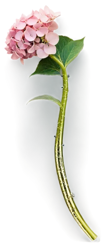flowers png,anthurium,ikebana,bookmark with flowers,elegans,flower illustration,harp with flowers,illustration of the flowers,ranunculus,flower illustrative,carnivorous plant,schisandraceae,rose tail,funnel flower,rose png,convolvulaceae,rod of asclepius,broccoflower,rose branch,caterpillar,Art,Classical Oil Painting,Classical Oil Painting 03