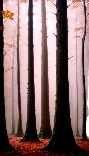 beech trees,foggy forest,germany forest,autumn forest,beech forest,deciduous forest,mixed forest,fir forest,coniferous forest,fairytale forest,forest landscape,bavarian forest,forest background,autumn fog,forest tree,winter forest,forest,forests,enchanted forest,black forest,Illustration,Realistic Fantasy,Realistic Fantasy 17