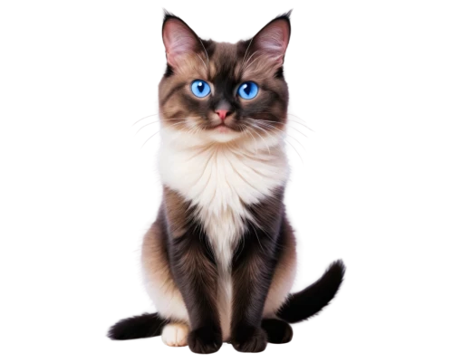 cat with blue eyes,cat on a blue background,blue eyes cat,cat vector,siamese cat,birman,siamese,british longhair cat,cat image,cartoon cat,breed cat,the blue eye,tonkinese,ragdoll,japanese bobtail,cat portrait,cat's eyes,ojos azules,heterochromia,domestic long-haired cat,Art,Artistic Painting,Artistic Painting 08