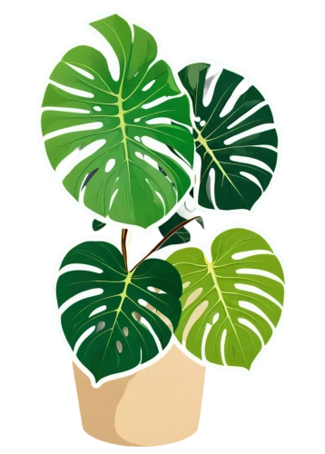 monstera,monstera deliciosa,houseplant,money plant,potted palm,palm tree vector,potted plant,house plants,potted plants,ficus,leaf icons,aaa,tropical leaf pattern,pot plant,tropical leaf,fronds,frond,poisonous plant,exotic plants,ginger plant,Unique,Design,Sticker
