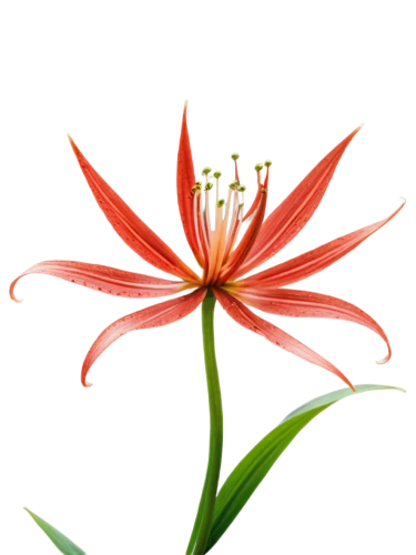 western red lily,stargazer lily,red spider lily,flame lily,flowers png,hippeastrum,lily flower,natal lily,guernsey lily,tiger lily,turk's cap lily,orange lily,firecracker flower,autumn flowers spider lily,peruvian lily,fire lily,flame flower,flower illustration,day lily flower,lilium candidum,Unique,3D,Panoramic