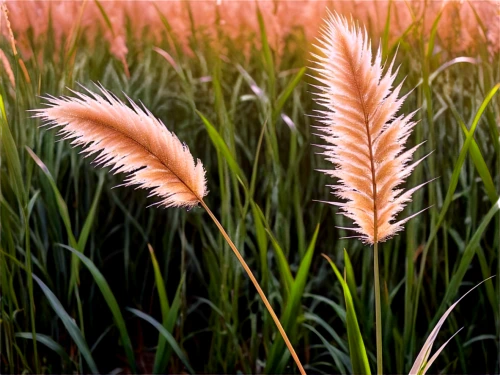 wheat ears,pink grass,foxtail barley,wheat grasses,feather bristle grass,foxtail,poaceae,reed grass,wheat ear,wheat crops,wheat field,barley field,silver grass,sweet grass,strand of wheat,rye in barley field,wheat fields,grasses,strands of wheat,ornamental grass,Illustration,Black and White,Black and White 32