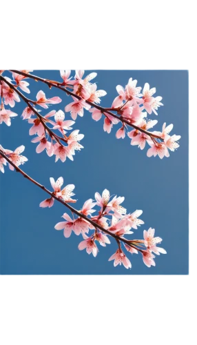 cherry blossom branch,plum blossom,plum blossoms,japanese carnation cherry,flowers png,japanese sakura background,apricot flowers,japanese floral background,sakura branch,apricot blossom,japanese cherry blossom,flowering cherry,sakura flowers,sakura flower,cherry branches,prunus,japanese magnolia,japanese cherry,ornamental cherry,sakura tree,Conceptual Art,Sci-Fi,Sci-Fi 23