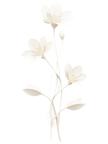 flowers png,minimalist flowers,white lily,white magnolia,white floral background,bloodrootsanguinaria canadensis,white cosmos,tuberose,star magnolia,calystegia sepium,white trumpet lily,dicentra white,snowdrop anemones,cherokee rose,white anemones,bush anemone,lilium candidum,lillies,delicate white flower,sego lily,Art,Artistic Painting,Artistic Painting 45