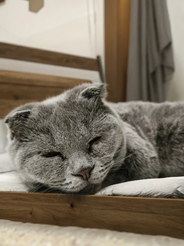 british shorthair,chartreux,gray cat,sleeping cat,beautiful cat asleep,cat in bed,scottish fold,cat resting,gray kitty,russian blue cat,russian blue,european shorthair,nebelung,bolster,cat image,cat bed,cute cat,napping,sleeping,cat sleeping on back