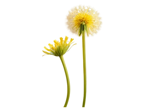 taraxacum officinale,taraxacum,common dandelion,dandelion flower,flowers png,taraxacum ruderalia,hieracium,dandelion background,xerochrysum bracteatumm,yellow gerbera,yellow chrysanthemum,crepis paludosa,wild chrysanthemum,coltsfoot,korean chrysanthemum,chrysanthemum cherry,dandelion,chrysanthemum grandiflorum,leucanthemum,chrysanthemum,Photography,Black and white photography,Black and White Photography 02