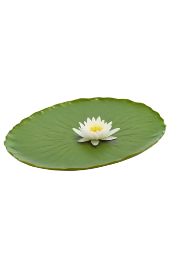 water lily plate,fragrant white water lily,lotus on pond,white water lily,lotus leaf,lotus png,water lily leaf,white water lilies,pond lily,water lily flower,large water lily,flower of water-lily,water lily,broadleaf pond lily,waterlily,water lotus,water lilly,lotus ffflower,lotus flowers,lily pad,Illustration,Japanese style,Japanese Style 12