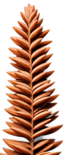 fir cone,conifer cone,pine cone,nordmann fir,fir needles,canadian fir,pinecone,fir branch,spruce cones,pine cone pattern,fir tree decorations,douglas fir cones,fir tree,araucaria,norfolk island pine,pine cones,chile fir,colorado spruce,silvertip fir,fir branches,Illustration,Vector,Vector 11