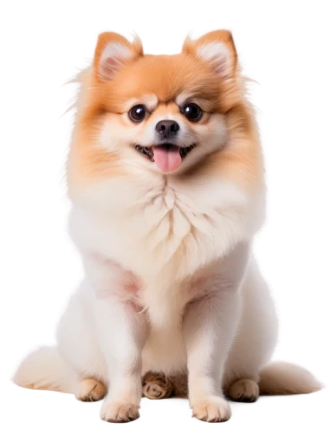 pomeranian,german spitz,german spitz mittel,chinese imperial dog,pekingese,dogecoin,german spitz klein,dog,cheerful dog,indian spitz,pungsan dog,akita inu,purebred dog,shiba,small dog,dog breed,long hair chihuahua,dog pure-breed,defense,wag,Illustration,Retro,Retro 18