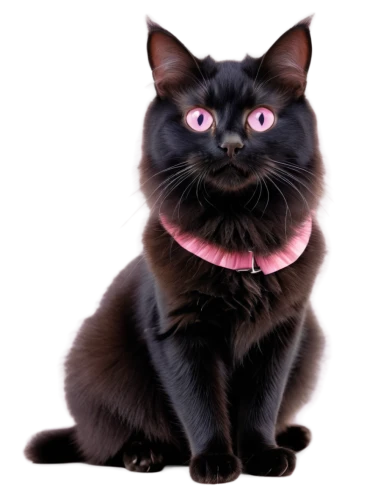 pet black,black cat,domestic short-haired cat,cat vector,breed cat,british shorthair,cat image,siamese cat,halloween black cat,cute cat,jiji the cat,british longhair cat,schipperke,american wirehair,chartreux,cat,kurilian bobtail,red whiskered bulbull,funny cat,pink cat,Photography,Documentary Photography,Documentary Photography 31