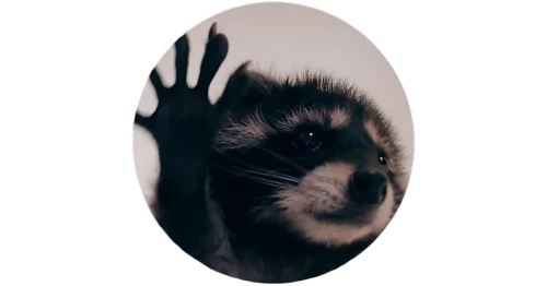 hand digital painting,mammal,capuchin,png transparent,transparent image,saguinus oedipus,twitch icon,tiktok icon,wooden mask,tamarin,halloween frame,on a transparent background,ape,raccoon,primate,animal portrait,parasite,horse eye,witch's hat icon,bombyx mori